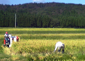 新潟コシヒカリ もんじゃ米の生産