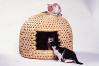 猫ちぐら